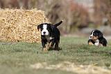 GRAND BOUVIER SUISSE 033
